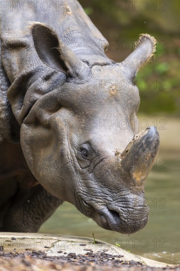 Square-lipped rhinoceros (Ceratotherium simum), portrait, captive, Bavaria, Germany