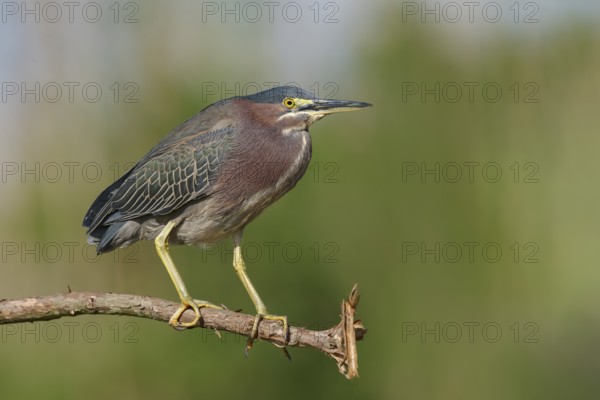 Green Heron (Butorides virescens) perched on a branch, Texas, USA