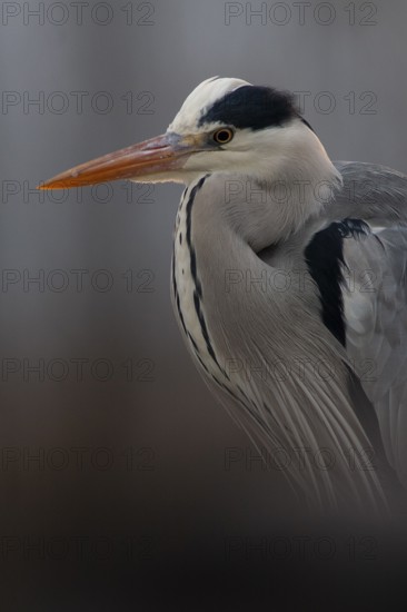 Grey Heron (Ardea cinerea), Pusztaszer, Hungary