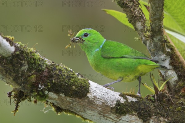 Golden-browed Clorophonia (Chlorophonia callophrys) perched on a branch in Costa Rica, Central America