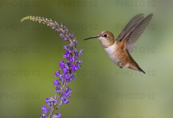 Rufous Hummingbird Female (Selasphorus rufus) - (Selasphorus rufus) - Victoria BC, Canada