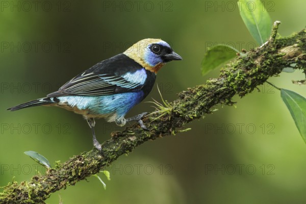 Golden-hooded Tanager (Tanagara larvata) perched on a branch in Costa Rica