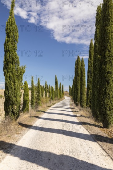 Avenue of cypress trees (Cupressus sempervirens) near Siena, Tuscany, Italy