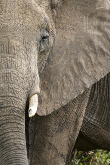 Closeup of a majestic elephant in the Masai Mara, Kenya. The intricate patterns of its wrinkled skin and mighty tusks are captured during an exciting safari adventure