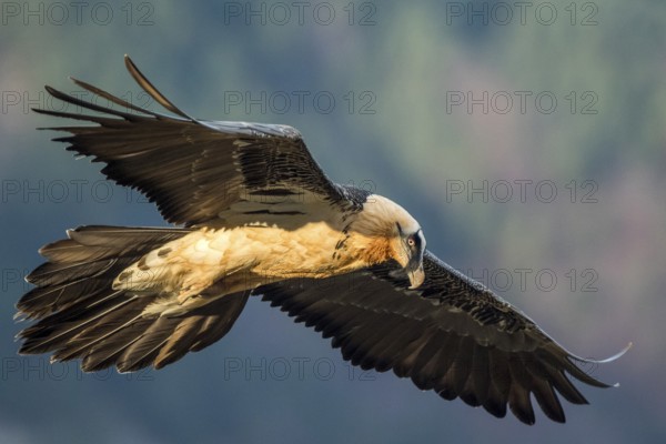 Bearded Vulture (Gypaetus barbatus) flying, Aragon, Spain