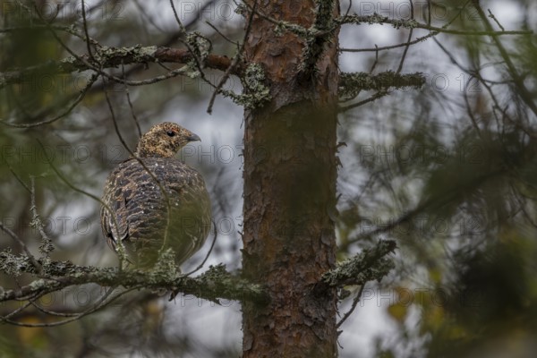 The capercaillie (Tetrao urogallus) seeks shelter from rain and predators in a dense coniferous forest, on the trunk of a pine tree, secretly, camouflage, September, Sweden