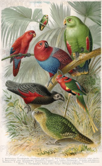 Historical illustration, parrots, psittacines, historische Zeichnung, verschiedene Papageienarten