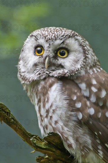 Boreal Owl (Aegolius funereus), Bavaria, Germany