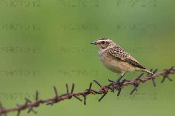Whinchat (Saxicola rubetra), Schleswig-Holstein, Germany