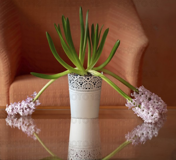 Inclined flowers of a hyacinth (Hyacinthus) in a pot on a glass table, Bavaria, Germany