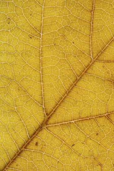Structure of an autumn-colored leaf, foliage, tree, Vechta, Lower Saxony, Germany