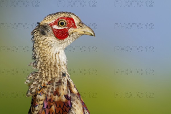 Common Pheasant (Phasianus colchicus) male, Rhineland-Palatinate, Germany