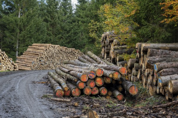 Logging in the Harz Mountains, Goslar, forest work, Lower Saxony, Germany