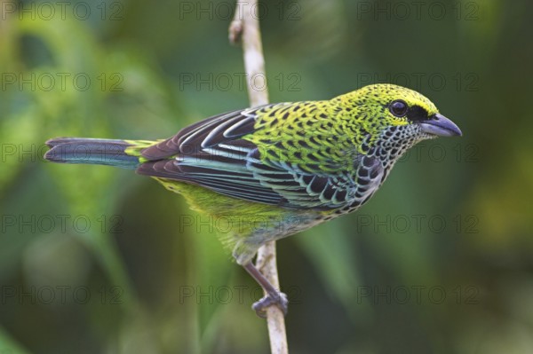 Speckled Tanager (Tangara guttata), Costa Rica
