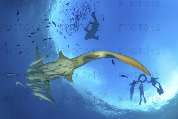 Snorkelers explore vibrant marine life in the Maldives, swimming alongside a majestic Tawny nurse shark and a school of fish. The clear blue waters reveal an underwater paradise