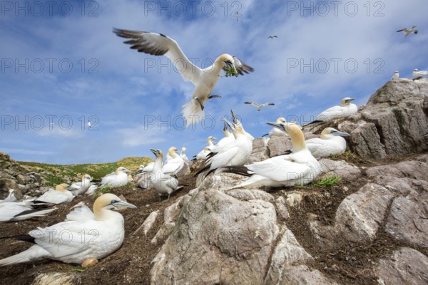 Northern Gannet (Morus bassanus) colony, Saltee Islands, Ireland