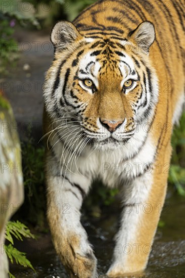 Siberian tiger or Amur tiger (Panthera tigris altaica) walking on the ground, Bavaria, Germany