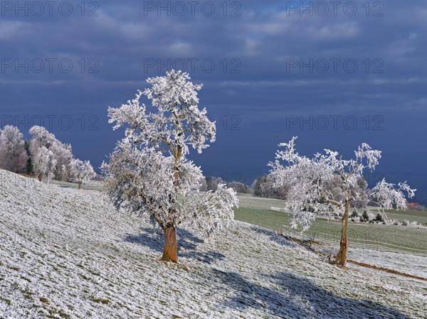 Winter landscape with trees and meadows in hoarfrost, Beinwil, Freiamt, Canton of Aargau, Switzerland