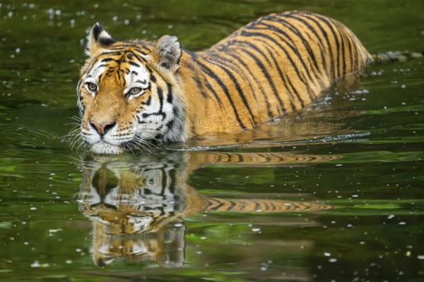 Siberian tiger (Panthera tigris tigris) swimming in a lake, captive, Germany