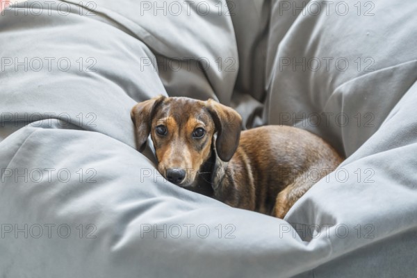A small Dachshund puppy with a charming expression is nestled comfortably among cozy, soft grey been bag