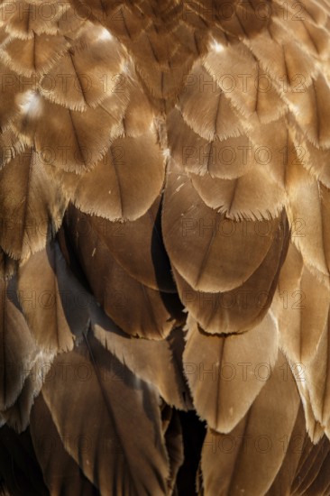 Common Buzzard (Buteo buteo), plumage detail, Castile and Leon, Spain