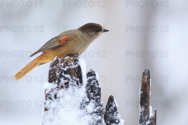 Siberian Jay (Perisoreus infaustus), Finland