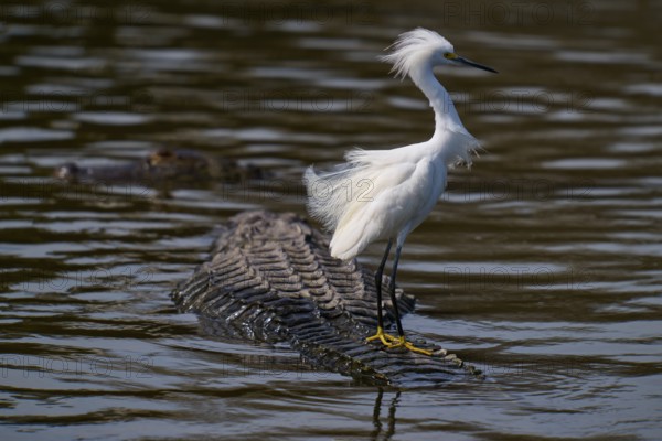 A white bird balancing on a swimming alligator, Great White Egret (Egretta thula), American Alligator (Alligator mississippiensis), Orlando, Florida, USA
