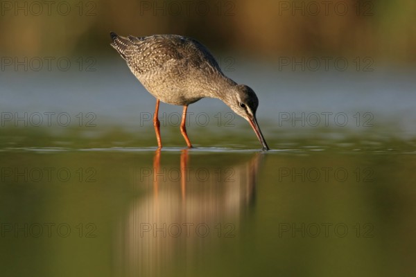Spotted Redshank (Tringa erythropus), Rhineland-Palatinate, Germany