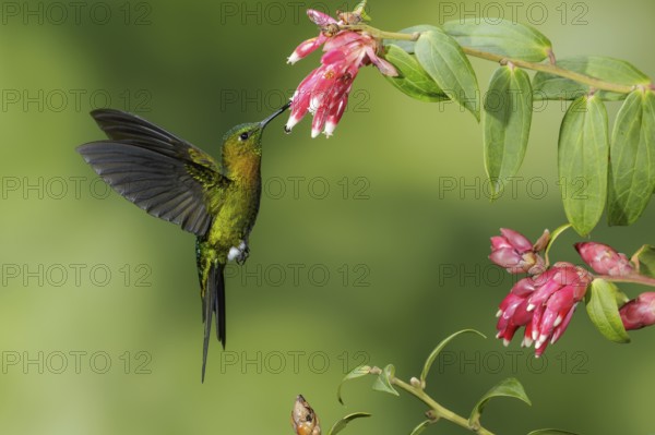 Golden-breasted Puffleg (Eriocnemis mosquera) flying and feeding at a flower in the mountains of Colombia, South America
