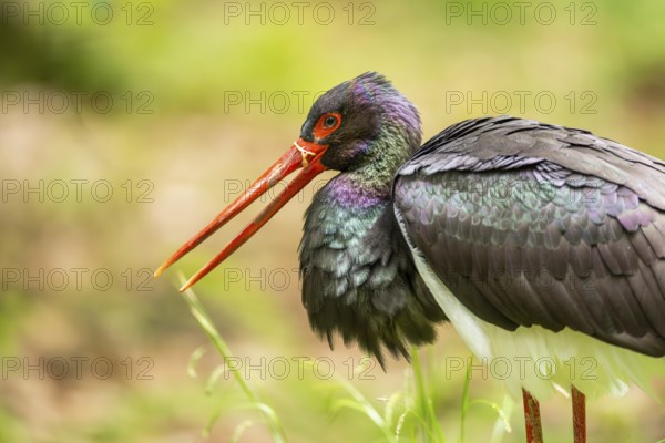 Black stork (Ciconia nigra) standing on a meadow, Bavaria, Germany