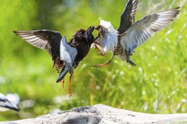 Two birds in a dynamic flight fight in the air amidst green surroundings, ruff (Calidris pugnax, Syn.: Philomachus pugnax), courtship display, France