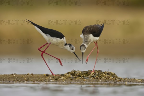 Black-winged Stilt (Himantopus himantopus) pair at nest, North Rhine-Westphalia, Germany