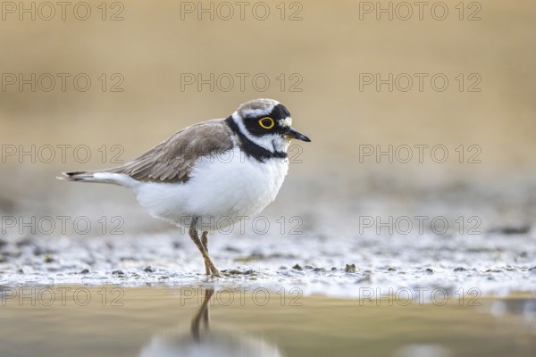 Little Ringed Plover (Charadrius dubius), North Rhine-Westphalia, Germany