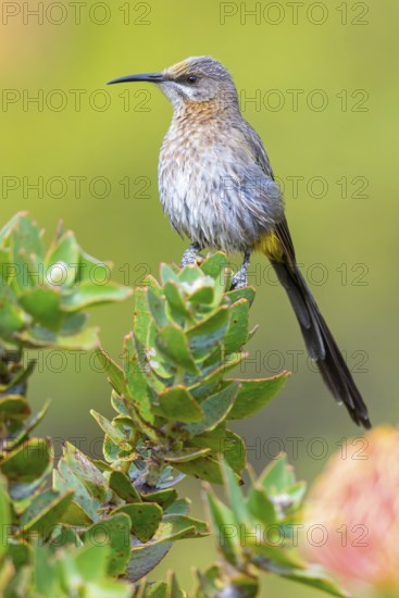 Cape sugarbird (Promerops cafer), Harold Porter National Botanical Gardens, Betty's Bay, Western Cape, South Africa