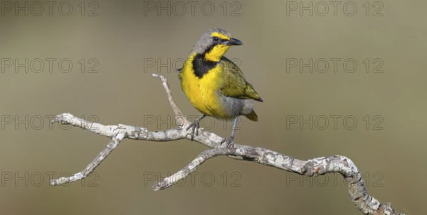 Bokmakiri Shrike, Telophorus zeylonus, (Bokmakiri nubicus), West Coast National Park, Langebaan, Western Cape, South Africa