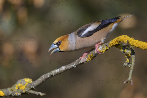 Hawfinch (Coccothraustes coccothraustes), male in breeding plumage on a lichen-covered branch, Swabian Alb biosphere reserve, Baden-Württemberg, Germany