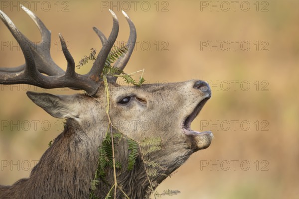 Red deer (Cervus elaphus) adult male stag animal roaring during the rut in autumn, England, United Kingdom
