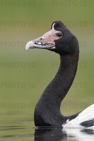 Magpie Goose (Anseranas semipalmata)