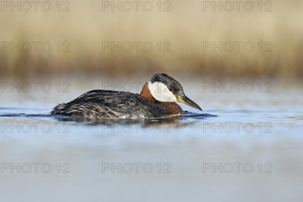 Red-necked Grebe (Podiceps grisegena), Alaska, USA