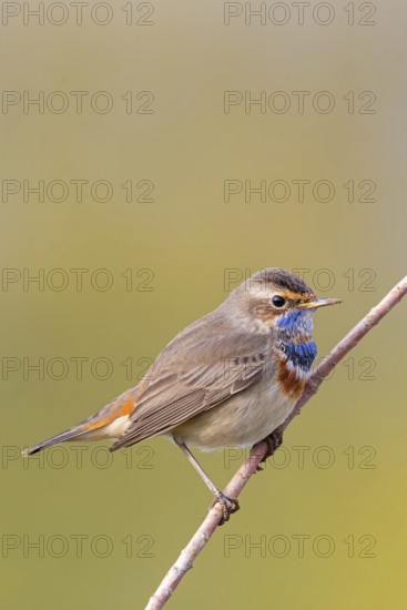 Bluethroat (Luscinia svecica), (Luscinia svecicus), Rhineland-Palatinate, Germany