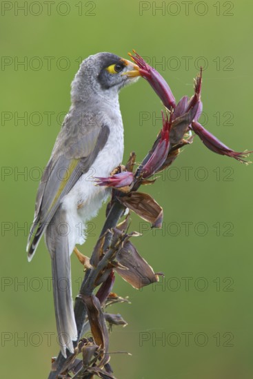 Noisy Miner (Manorina melanocephala), Australia