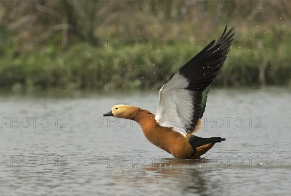 Ruddy Shelduck (Tadorna ferruginea) taking flight, West Bengal, India