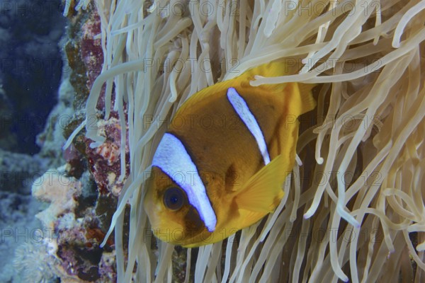 Red sea anemonefish (Amphiprion bicinctus)