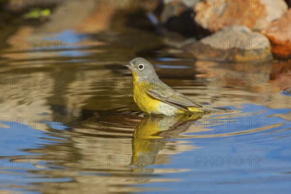 Nashville Warbler Vermivora ruficapilla Amado, Santa Cruz County, Arizona, United States 16 April Adult Parulidae