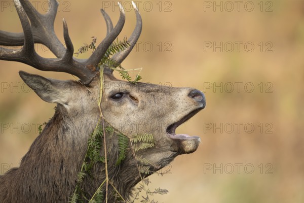 Red deer (Cervus elaphus) adult male stag animal roaring with its mouth open during the rutting season in autumn, England, United Kingdom