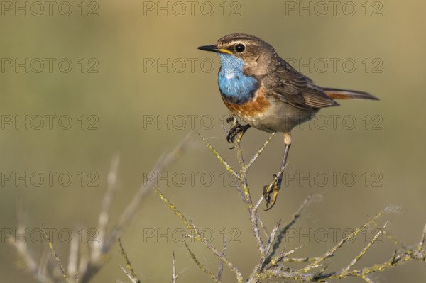 Bluethroat (Luscinia svecica cyanecula) male, Texel, Netherlands