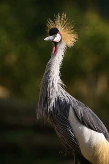 Black crowned crane (Balearica pavonina), evening light, captive