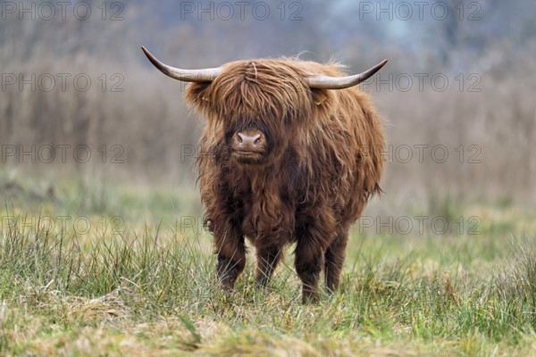 Highland cattle (Bos taurus), adult animal standing in a meadow, Reussspitz nature reserve, Maschwanden, Canton of Zurich, Switzerland