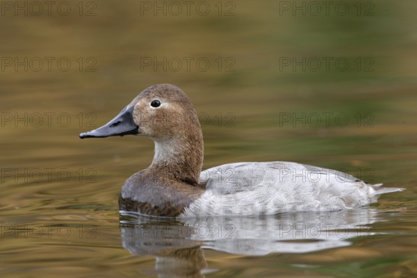 Canvasback (Aythya valisineria) female, Arizona, USA
