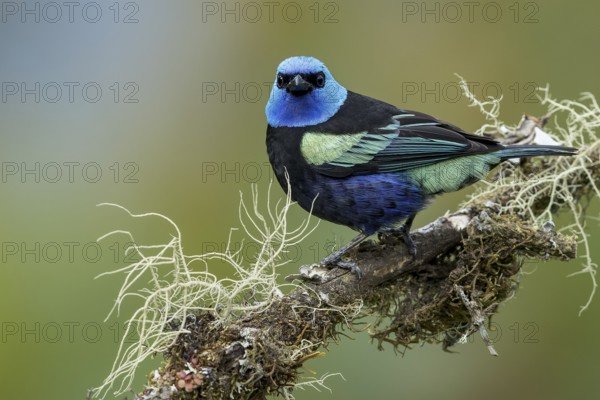 Blue-necked Tanager (Tangara cyanicollis) perched on a branch in Colombia, South America